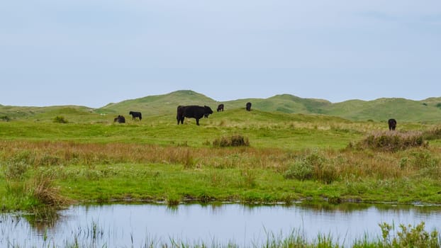 A group of cows peacefully grazing in a lush green field near a tranquil pond in Texel, Netherlands. Nationaal Park Duinen van Texel