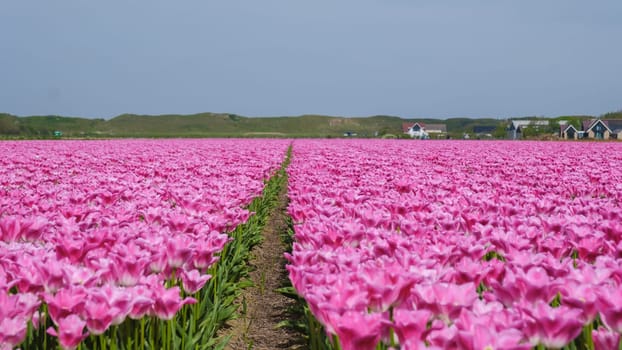 A breathtaking landscape of vibrant pink tulips stretching endlessly across a field in Texel, Netherlands, creating a mesmerizing sight of nature in full bloom.