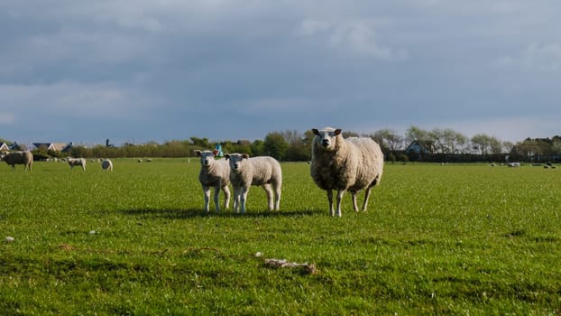 A flock of sheep peacefully grazing in a grassy field under a cloudy sky in Texel, Netherlands.