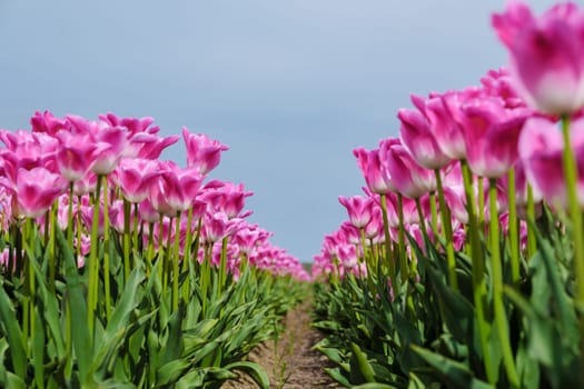 A vibrant field of pink tulips blooms under a clear blue sky, creating a stunning contrast of colors and a picturesque scene of natural beauty.