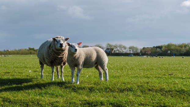Two fluffy sheep peacefully stand in a lush grassy field, surrounded by the serene beauty of nature in Texel, Netherlands.