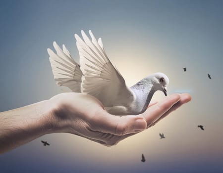 Woman Hand praying and free bird enjoying nature with sunset on background, hope concept