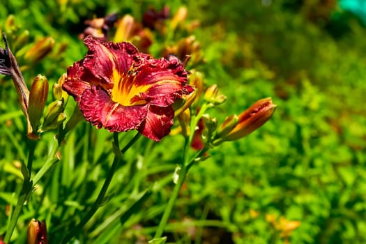 a lily that bears large yellow, red, or orange flowers