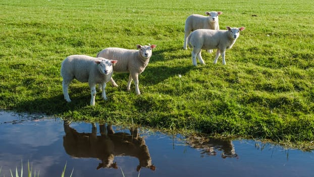 Three fluffy sheep with curly white wool are peacefully standing in a lush green grassy field next to a serene pond in Texel, Netherlands.