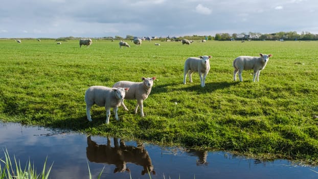 A picturesque scene in Texel, Netherlands, with a group of sheep peacefully grazing in a grassy field next to a tranquil pond.