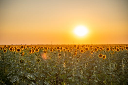 Field sunflowers in the warm light of the setting sun. Summer time. Concept agriculture oil production growing