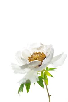 White tree peony flower, isolated on white background .