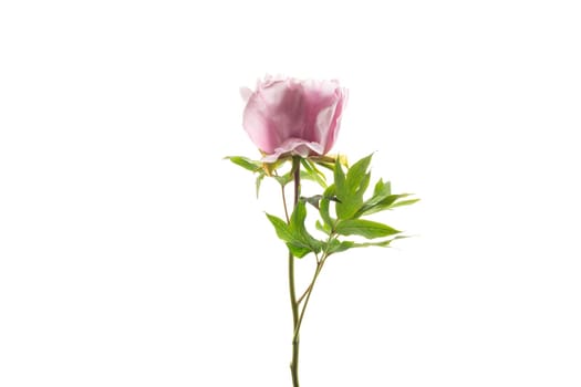 Pink tree peony flower, isolated on white background .