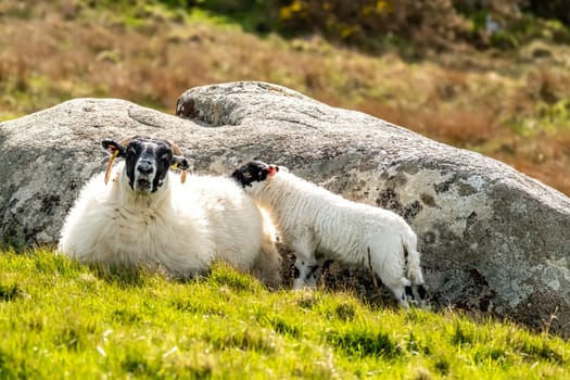 A blackface sheep family in a field in County Donegal - Ireland.