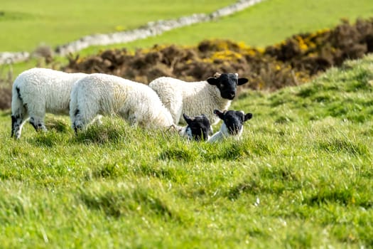 Cute blackface sheep lambs in a field in County Donegal - Ireland.