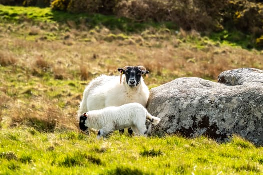 A blackface sheep family in a field in County Donegal - Ireland.