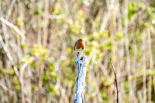 Red Robin, red breast bird visiting a garden in Ireland.