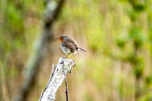 Red Robin, red breast bird visiting a garden in Ireland.