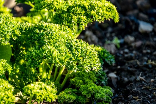 Parsley growing in the garden in Ireland.