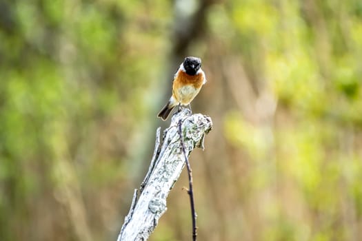 European bird called Stonechat in a branch outdoors.