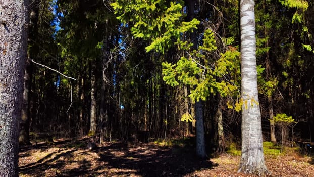 Green pine trees stretch towards a bright blue sky