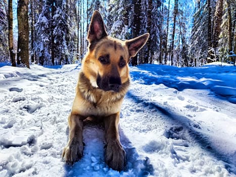 Dog German Shepherd in winter day, white snow and tree around. Waiting eastern European dog veo in park or forest