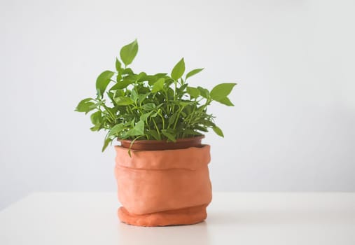 Homemade potted plant. Green branches with leaves in the handmade ceramic flower pot.