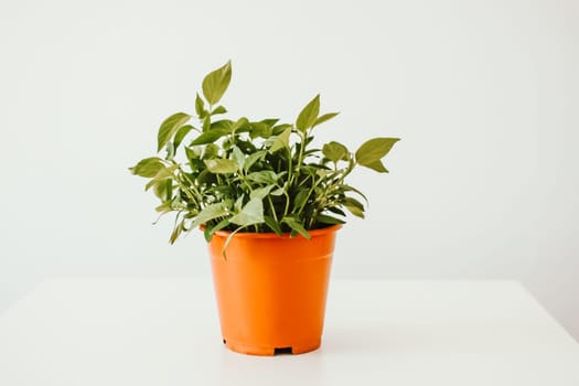 Homemade potted plant. Green branches with leaves in the handmade ceramic flower pot.