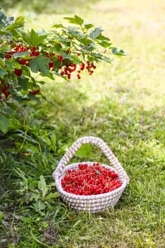 Basket with red currants in the basket. Fresh ripe red berries. Healthy food ingredients.