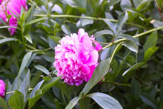 Pink peony flowers in full bloom. Beautiful ornamental plants in flowering season.