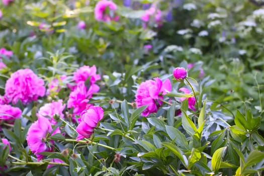 Pink peony flowers in full bloom. Beautiful ornamental plants in flowering season.