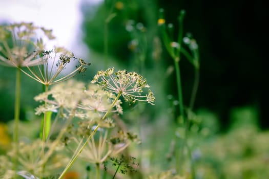 Wildflowers on summer field. Aegopodium podagraria plants.