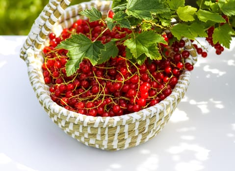 Red currant berries in the berry picking season in the countryside.