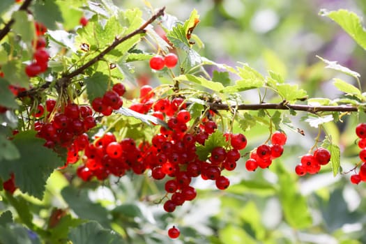 Red currant berries in the berry picking season in the countryside.