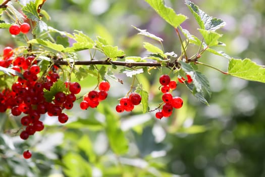 Ripe red currant berries. Healthy food ingredients.