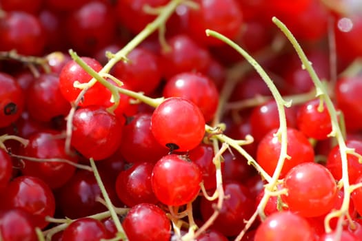 Ripe red currant berries. Healthy food ingredients.