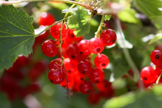 Ripe red currant berries. Healthy food ingredients.