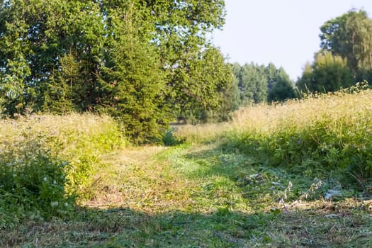 Landscape in the countryside in summertime.