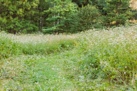 Landscape in the countryside in summertime.