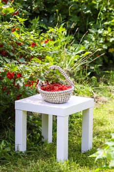 Red currant berries in the berry picking season in the countryside.