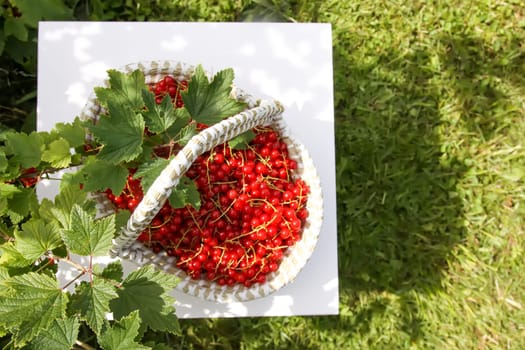 Red currant berries in the berry picking season in the countryside.