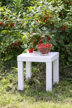 Red currant berries in the berry picking season in the countryside.