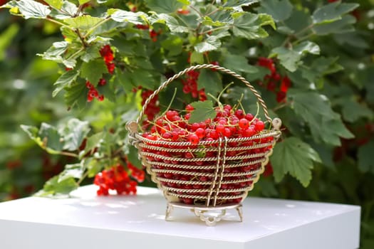 Red currant berries in the berry picking season in the countryside.