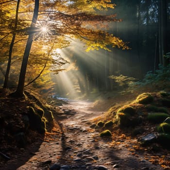 Photography: Autumn forest with sunbeams and rays of light in the morning