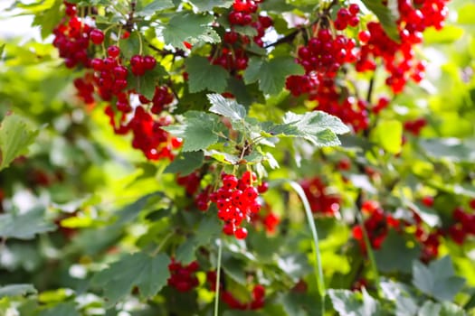 Ripe red currant berries. Healthy food ingredients.