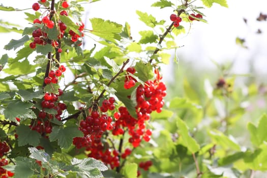 Ripe red currant berries. Healthy food ingredients.