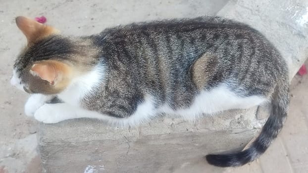 gray white cat lying on the street, pets. High quality photo