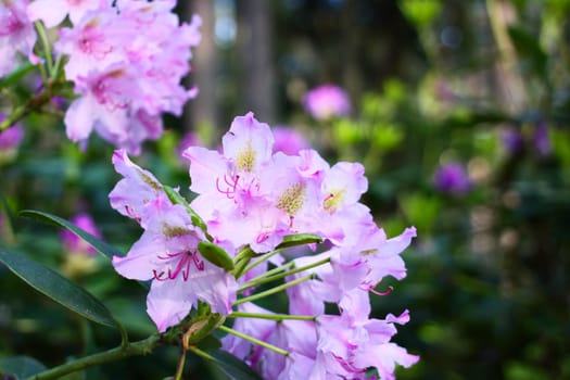 Rhododendron plants in the garden. Pink flowers close up.