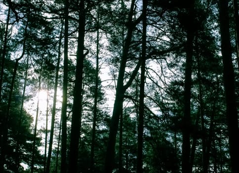 Wild forest nature view in summer evening.