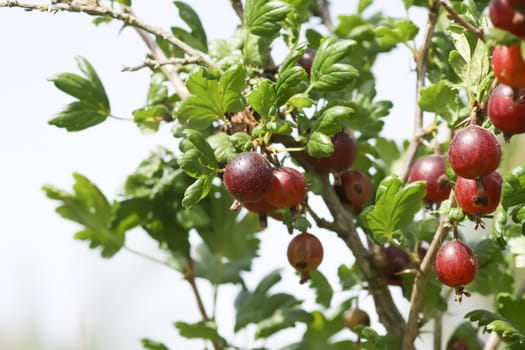 Juicy ripe berries of a gooseberry on the bush branch.