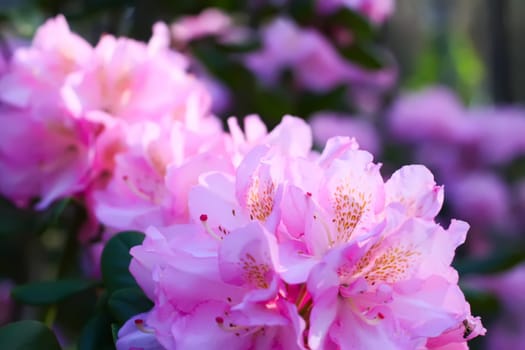 Rhododendron plants in the garden. Pink flowers close up.