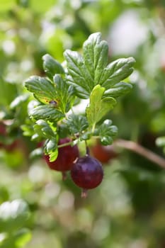 Juicy ripe berries of a gooseberry on the bush branch.