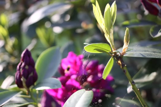 Rhododendron plants in the garden. Pink flowers close up.