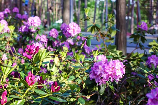 Rhododendron plants in the garden. Pink flowers close up.