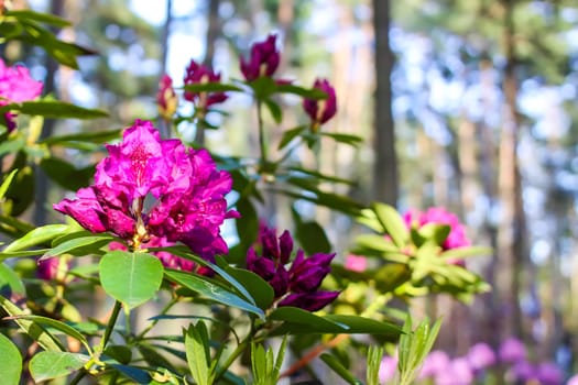 Rhododendron plants in the garden. Pink flowers close up.